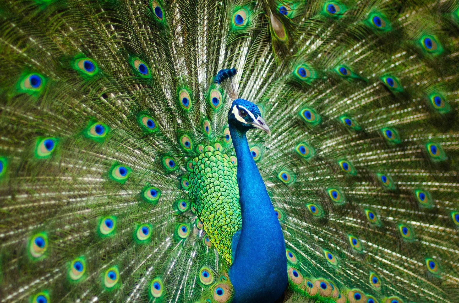 A peacock